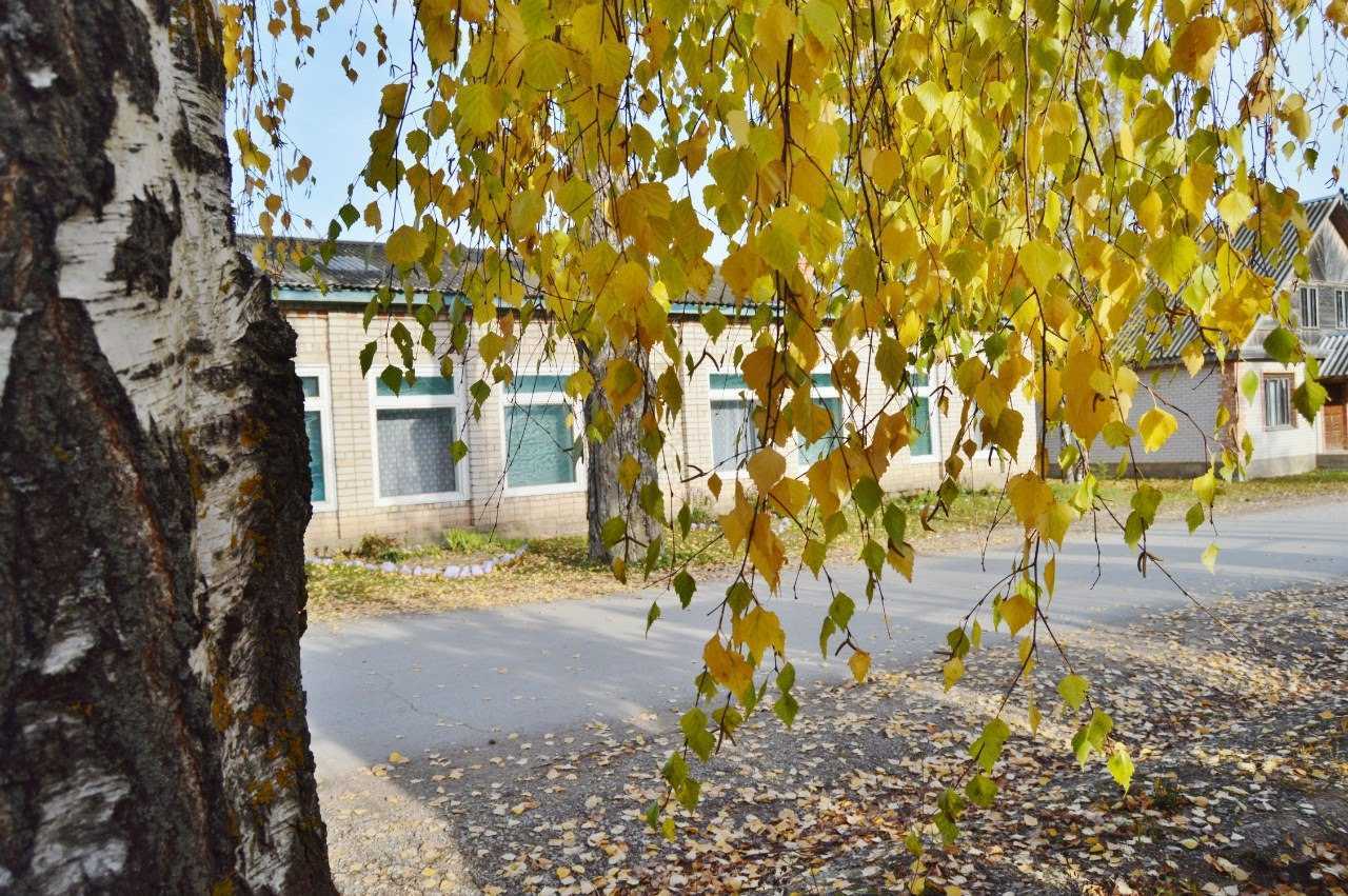 Песня посадил я березу во дворе. Берёза пушистая. берёза вишнёвая. берёзы во дворе зимой. как вырастить березу.