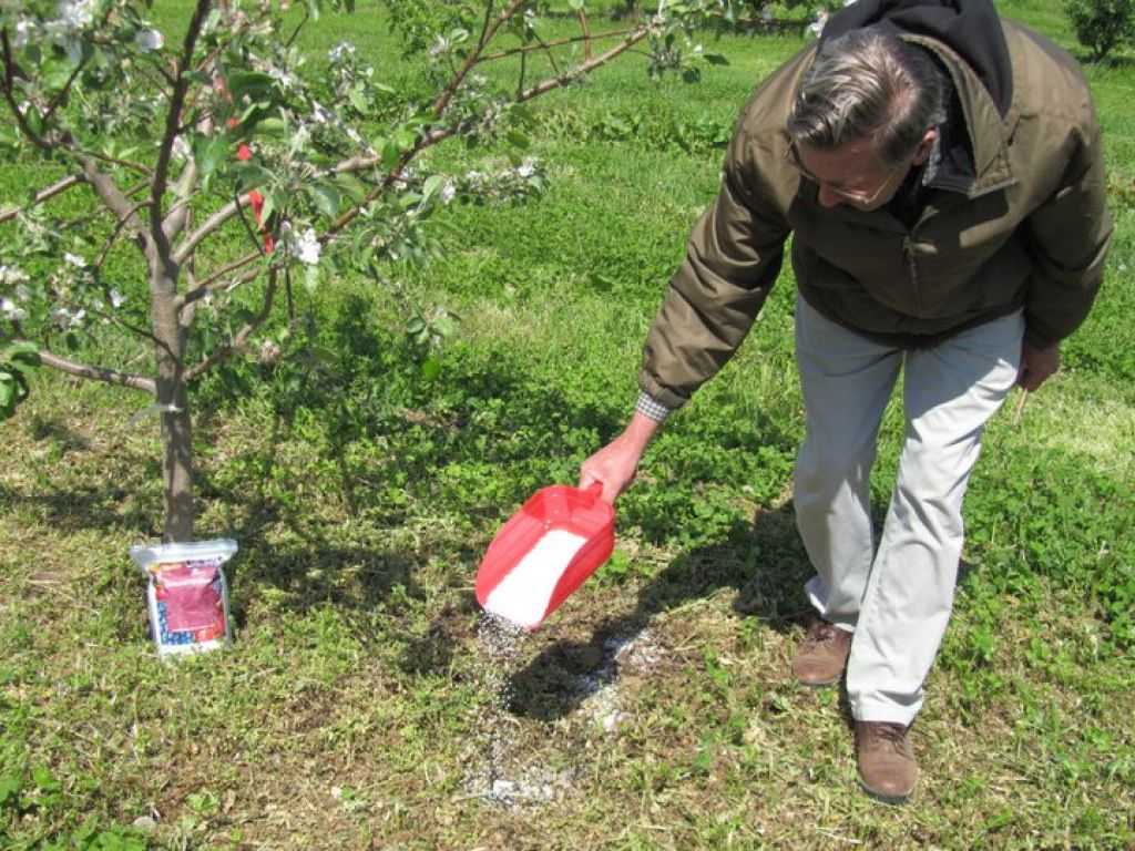 Можно ли поливать плодовые деревья во время цветения, как часто