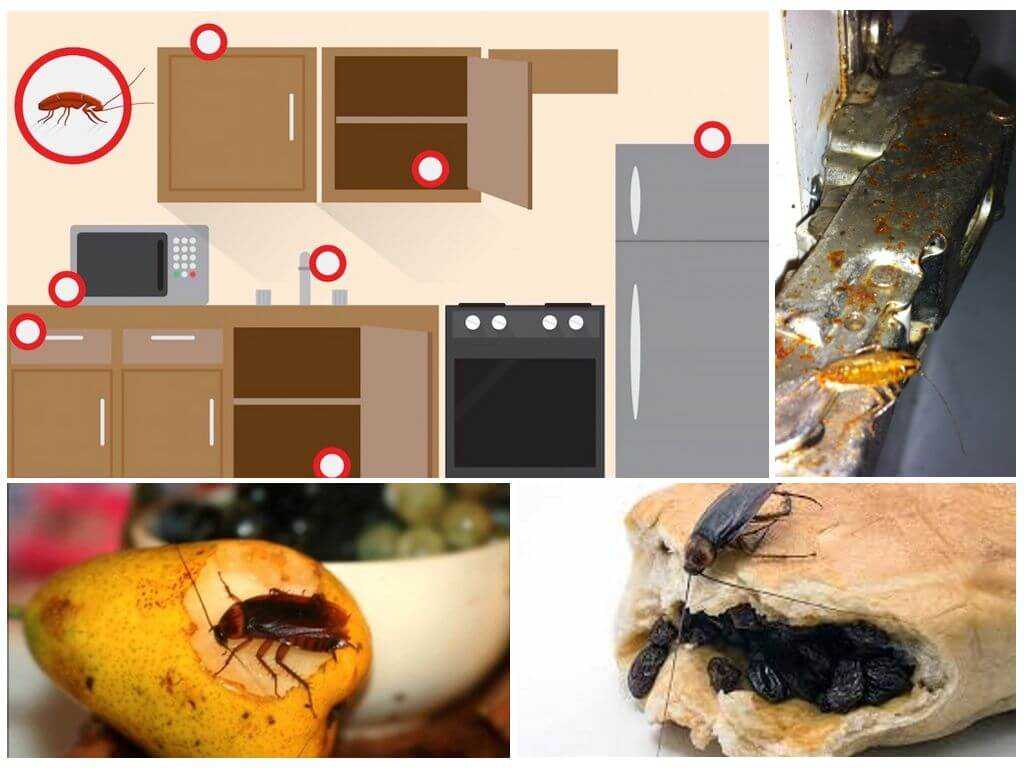 Где живут тараканы в доме. как найти их гнездо, на что обратить внимание?