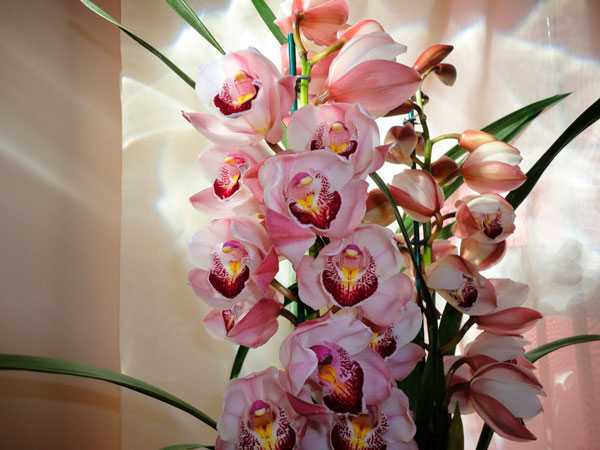 Как происходит размножение орхидей черенками в домашних условиях с фото?