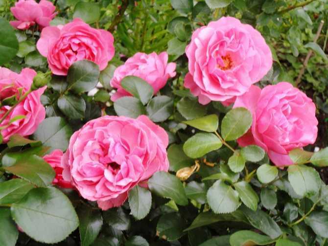 Сорта роз, хорошо цветущие в условиях недостаточной освещенности