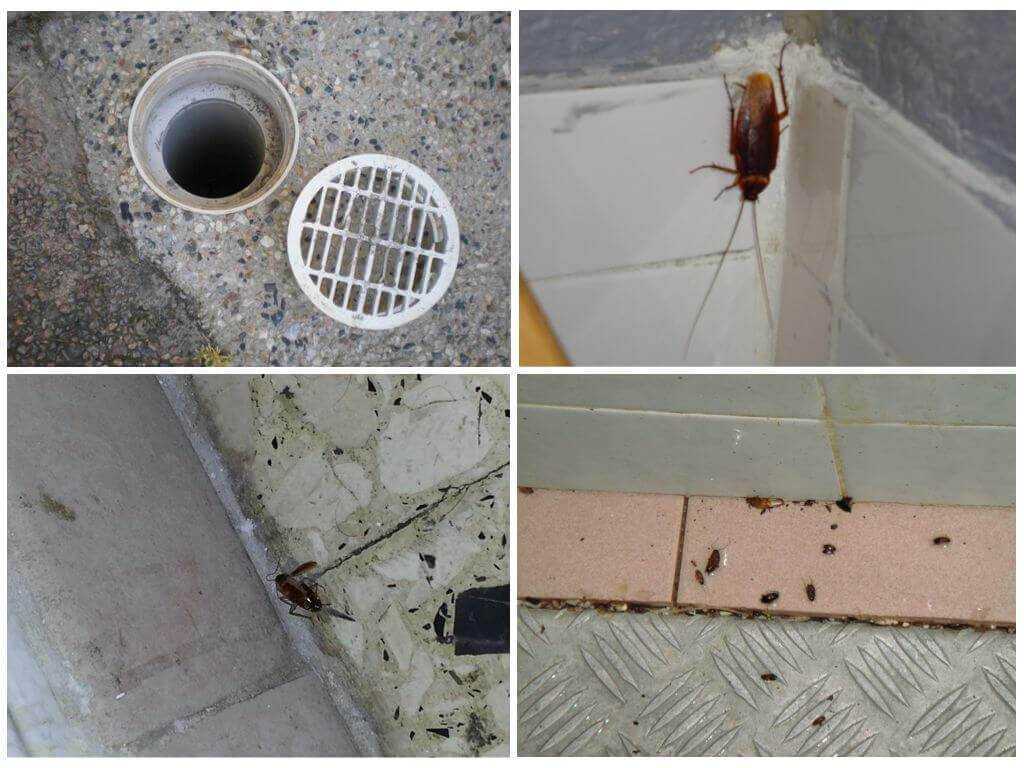 Тараканы в квартире или частном доме: откуда берутся,  причины появления, откуда лезут и заводятся даже в новостройках на 1, 2, 5 этажах, как избавиться от них навсегда
