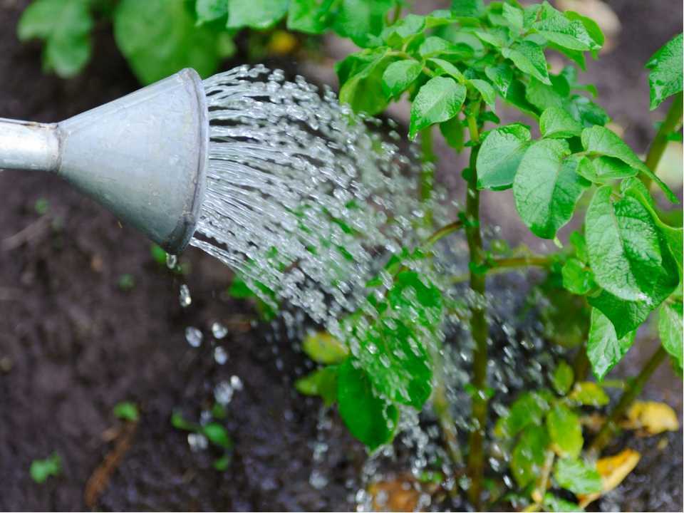 Как поливать огород в сильную жару и не сварить корни: следите за кабачками!
