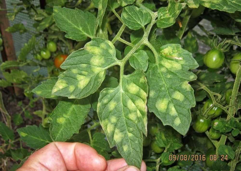 Вирус табачной мозаики  растений, как лечить