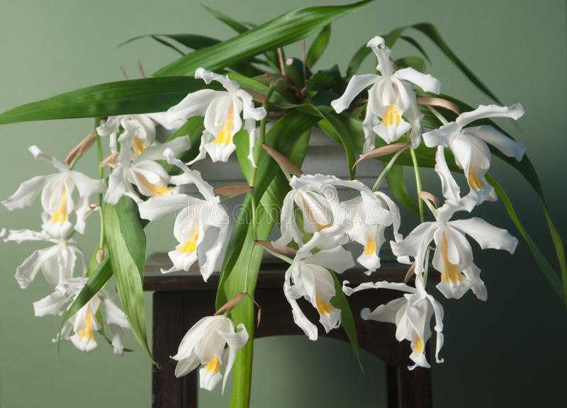5 самых популярных и простых в уходе драгоценных орхидей
