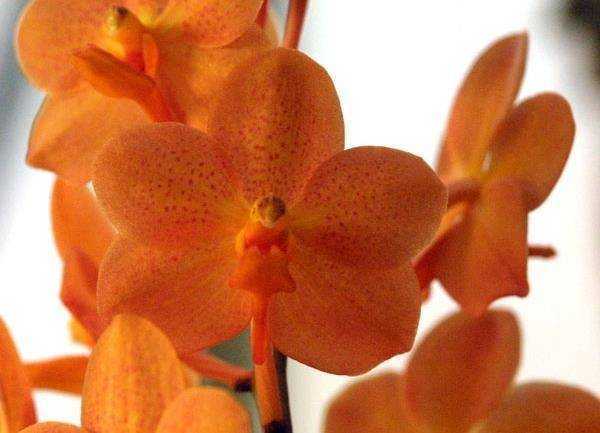 Оранжевые орхидеи: сорта и фото растений яркого цвета