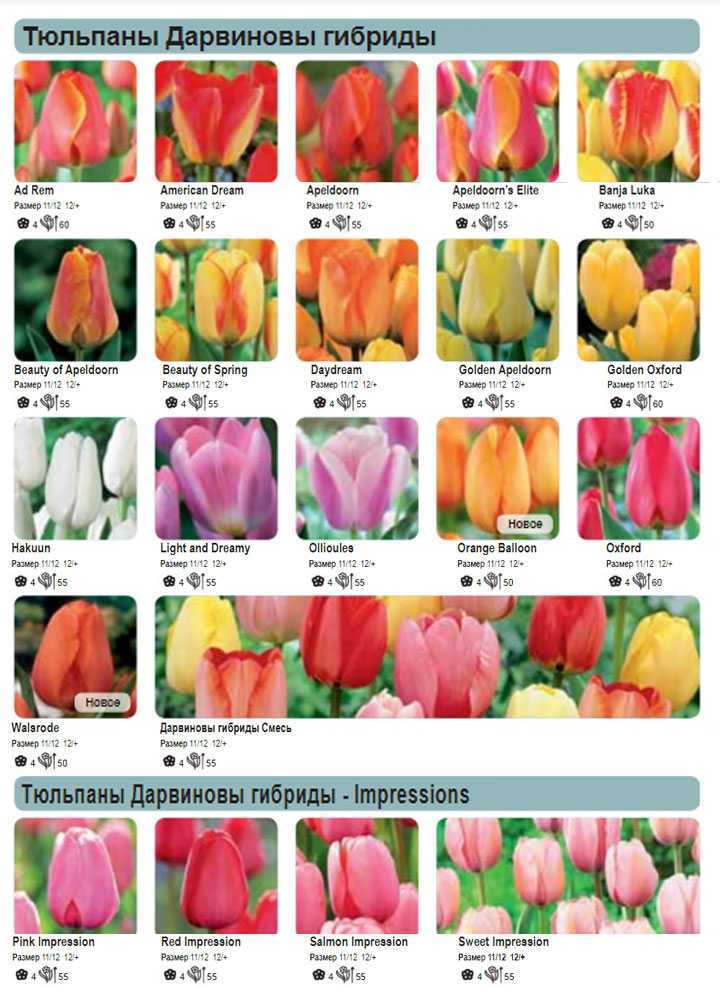 Каталог тюльпанов: все сорта с фото и описанием