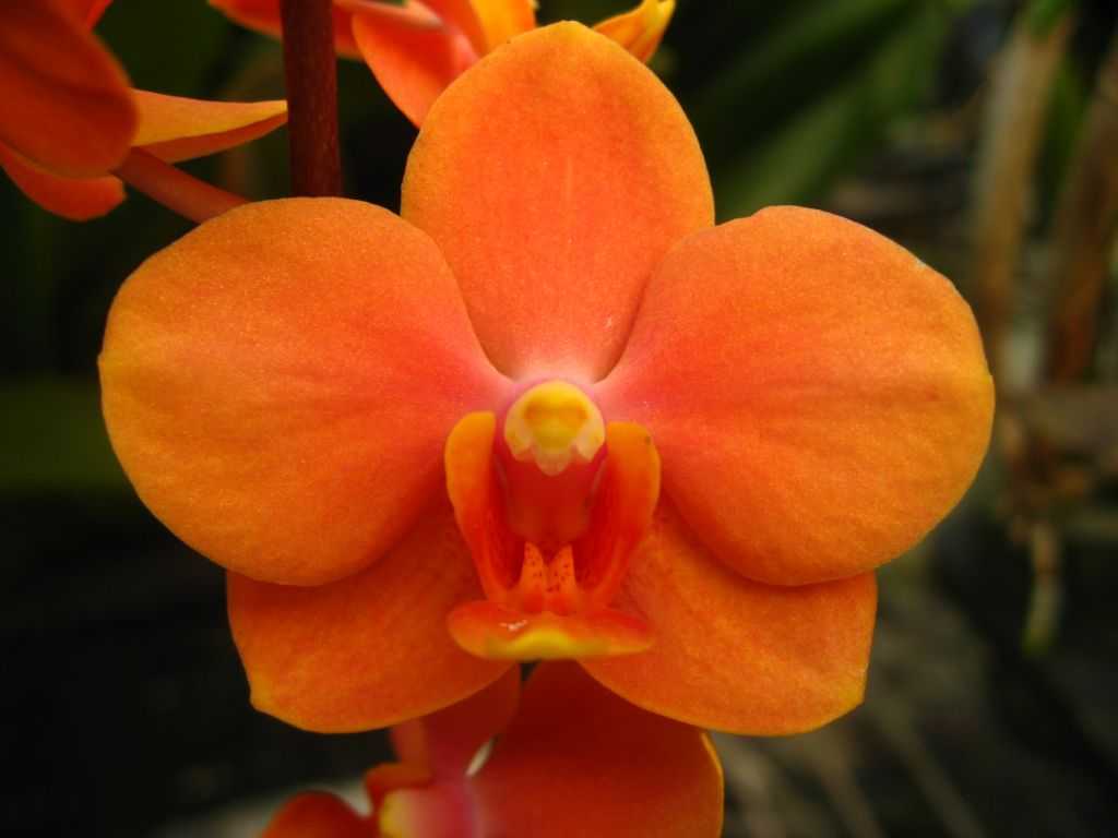 Оранжевая орхидея: что это, какие особенности выращивания и сорта существуют, а также фото растения русский фермер