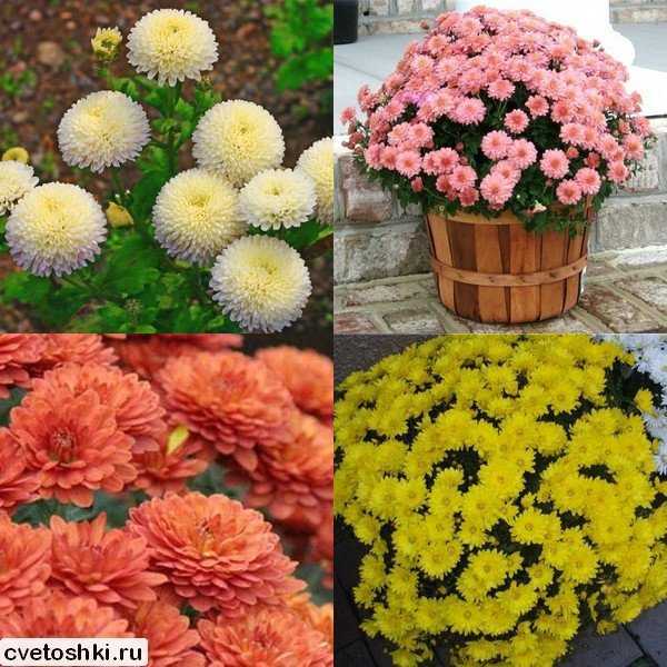 Корейские хризантемы: ботаническая характеристика