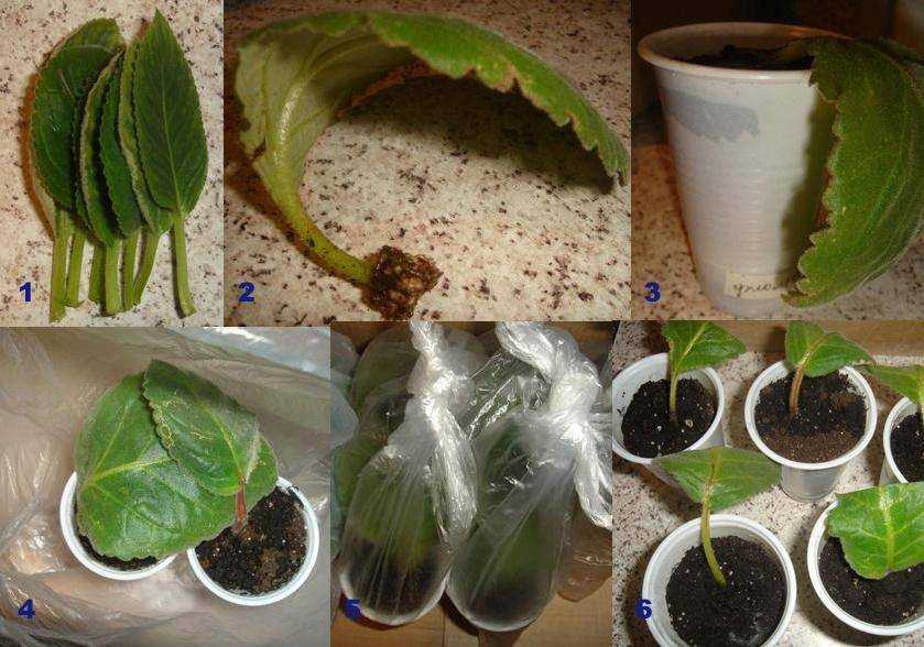 Глоксиния: секреты выращивания из семян