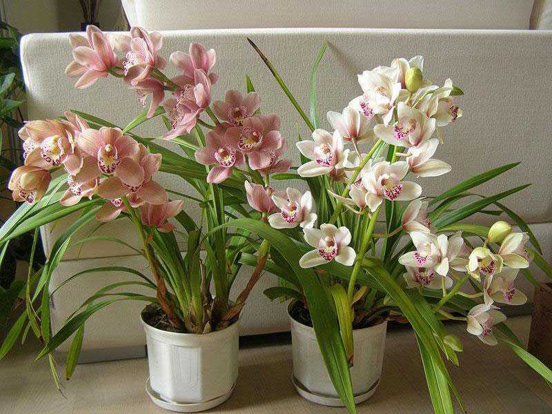 Все об орхидее цимбидиум – тропический цветок для начинающих цветоводов