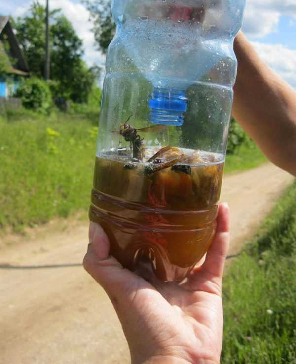 Делаем ловушку для мух из пластиковой бутылки своими руками
