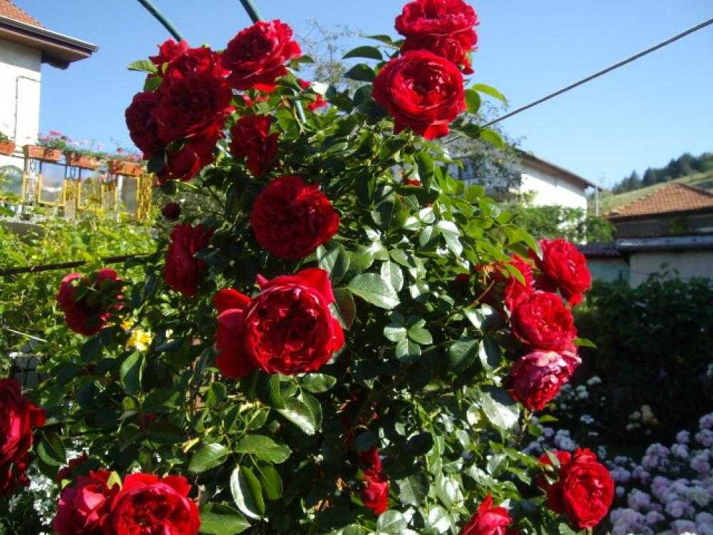 Лучшие сорта роз для подмосковья с фото: плетистые, парковые, розы остина, канадские