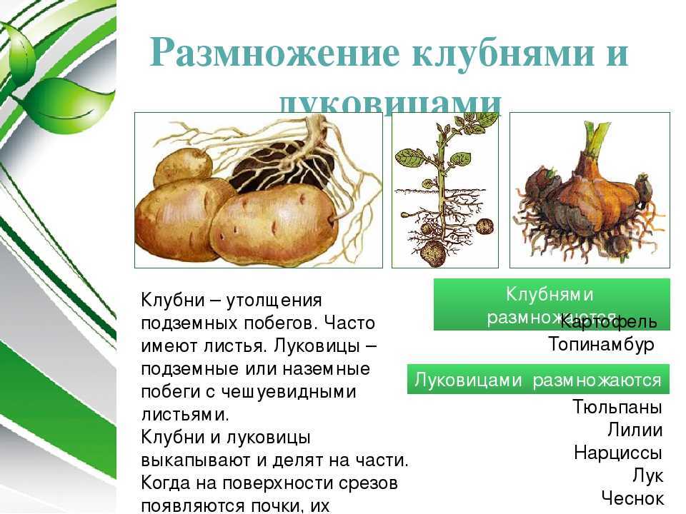 Вегетативное размножение с помощью луковиц