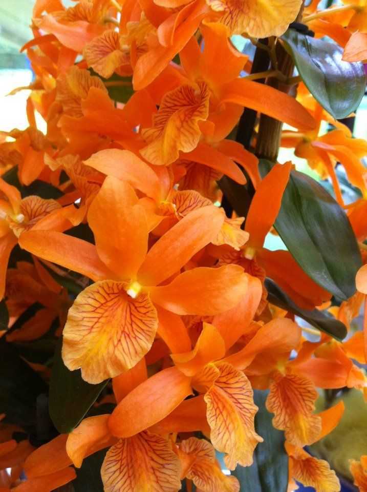 Садовый цветок многолетник оранжевый название