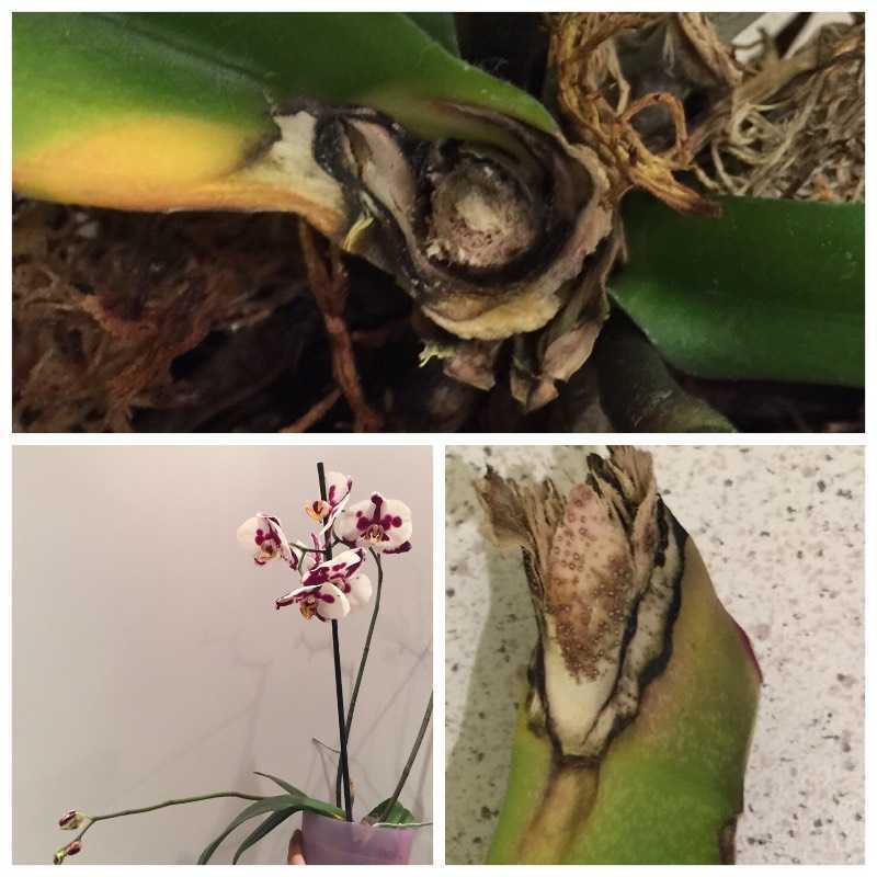 Почему орхидея вянет и что делать. Орхидея фаленопсис гнилые корни. Филлостиктоз фаленопсис. Трахеомикозное увядание орхидеи. Паучки орхидеи Камбрии.
