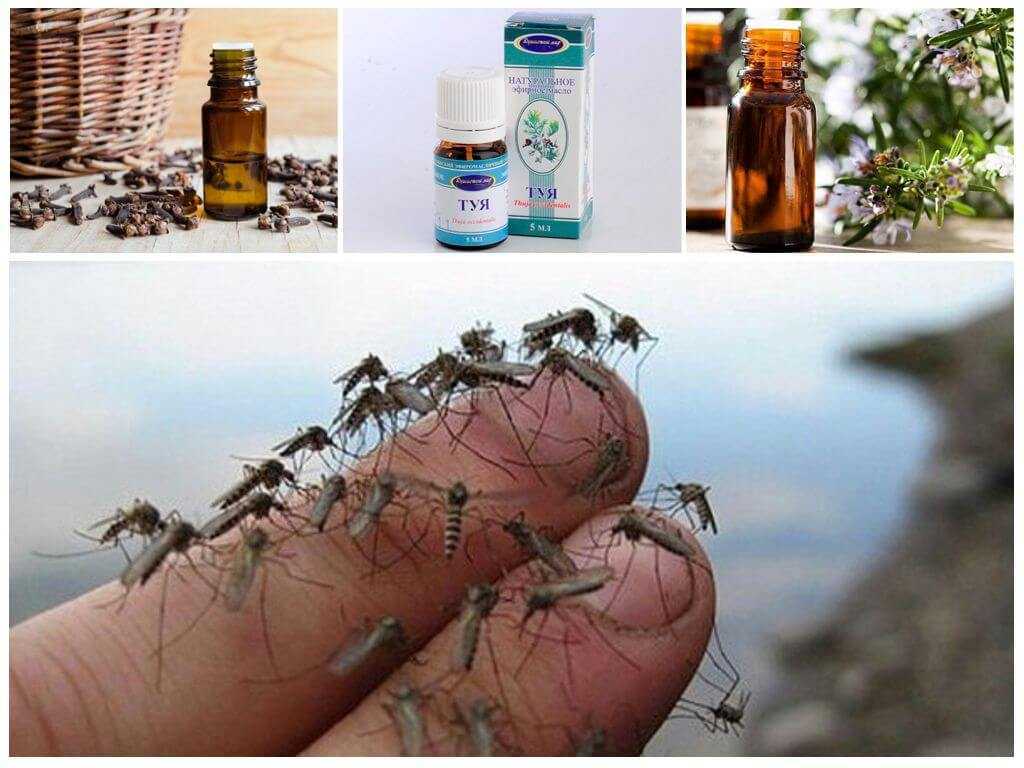 Лучшее средство от комаров: в квартире, на природе и для детей в 2021 году | новости