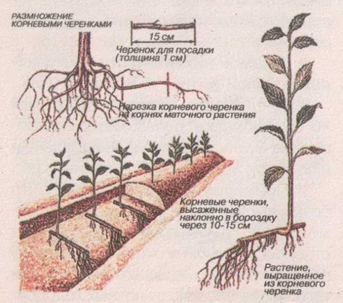 Гвоздика из семян (13 фото): когда сеять? как правильно собирать семена? выращивание рассады в домашних условиях