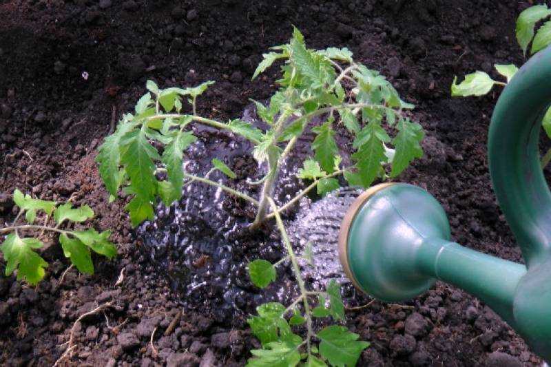 Полив помидоров в теплице: как часто и правильно поливать томаты русский фермер