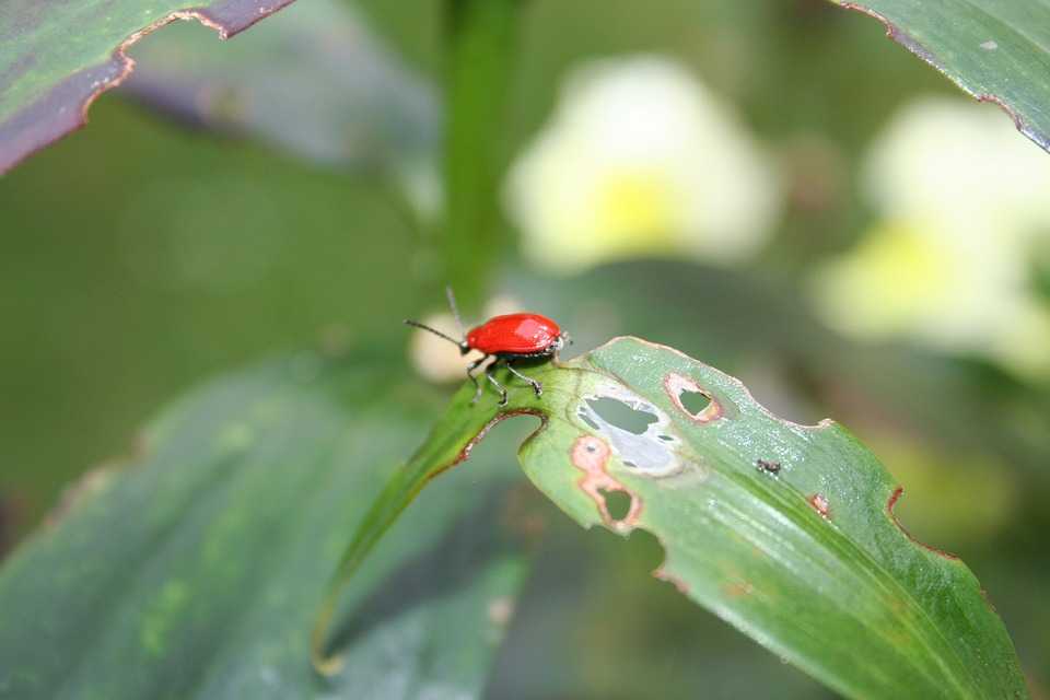 Красные жуки на лилиях - как распознать и как бороться, способы
