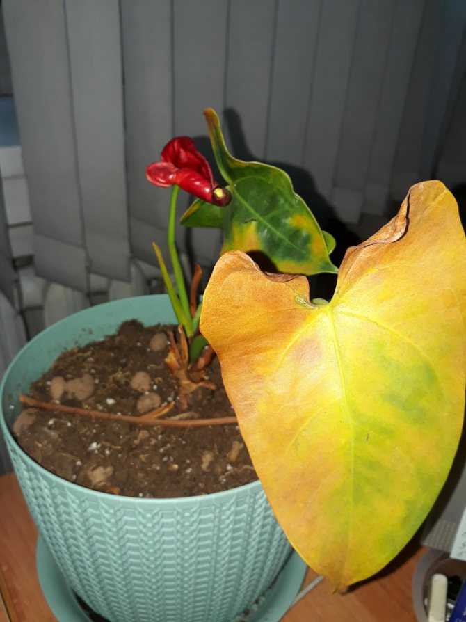 Как ухаживать за цветком «мужское счастье», чтобы он цвел? 22 фото почему антуриум выпускает только листья? как заставить его цвести в домашних условиях?