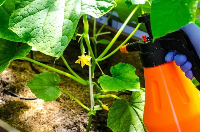 Подкормка сывороткой и йодом: раствор для опрыскивания растений, обработка огорода удобрением с борной кислотой, пропорции для овощей