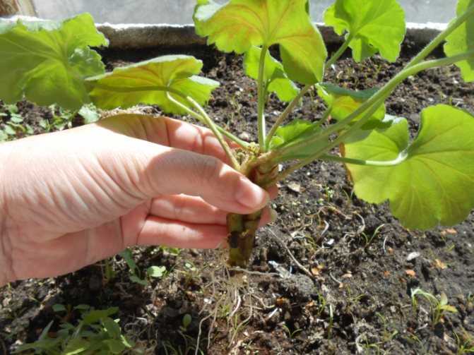 Герань: как посадить, как поливать, чем подкормить? лучший грунт для герани