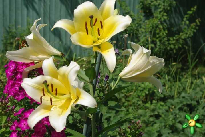 Виды и сорта лилий (90 фото): красные, желтые и голубые, дикие и садовые разновидности, вьющиеся и тюльпановидные, шаровидные и лонгифлорум