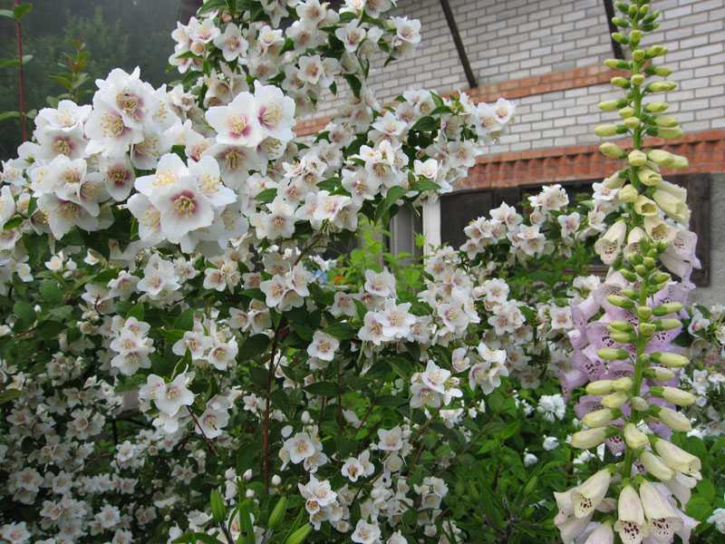 Кустарник жасмин – уход и выращивание в саду