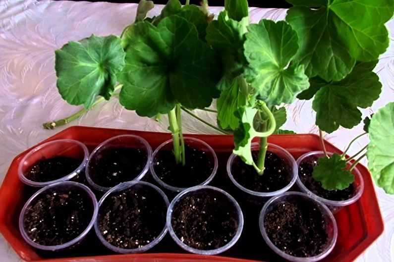Пышная пеларгония из семян: как получить посевной материал и вырастить из него цветок в домашних условиях?