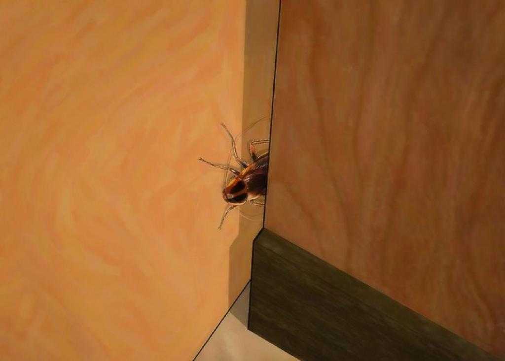 ❶ тараканы в ванной: откуда они, что делать и как избавиться