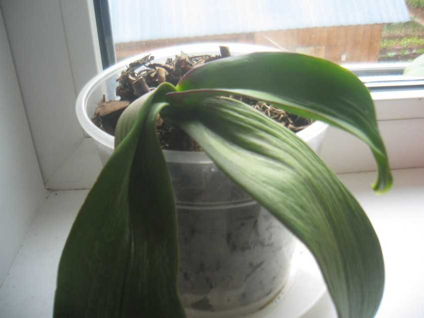 У орхидеи листья мягкие и вялые причины - зеленый уголок