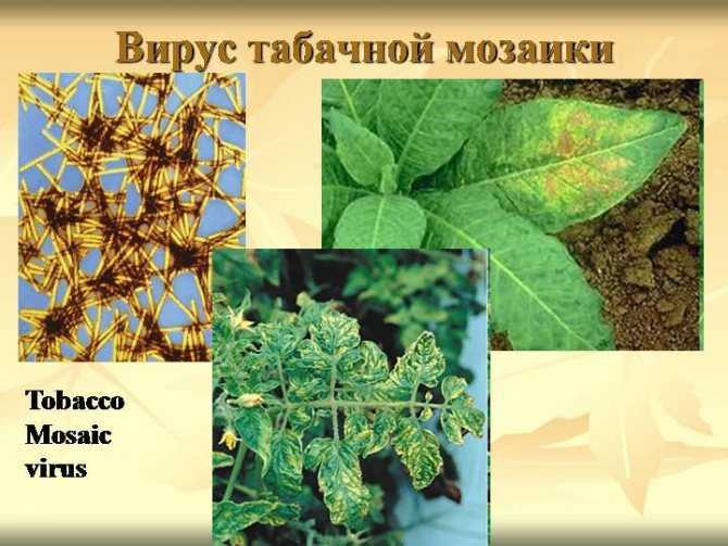 Заболевание растения - мозаика