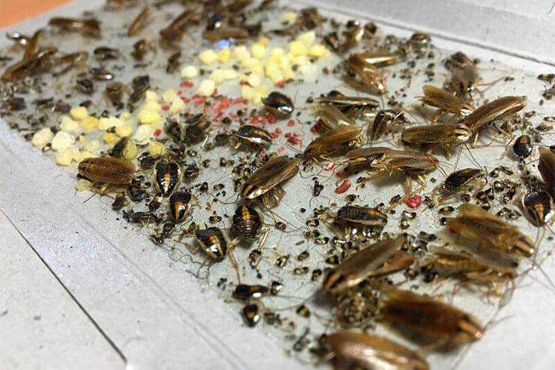 Почему в квартире появляются тараканы: причины появления, как избавиться