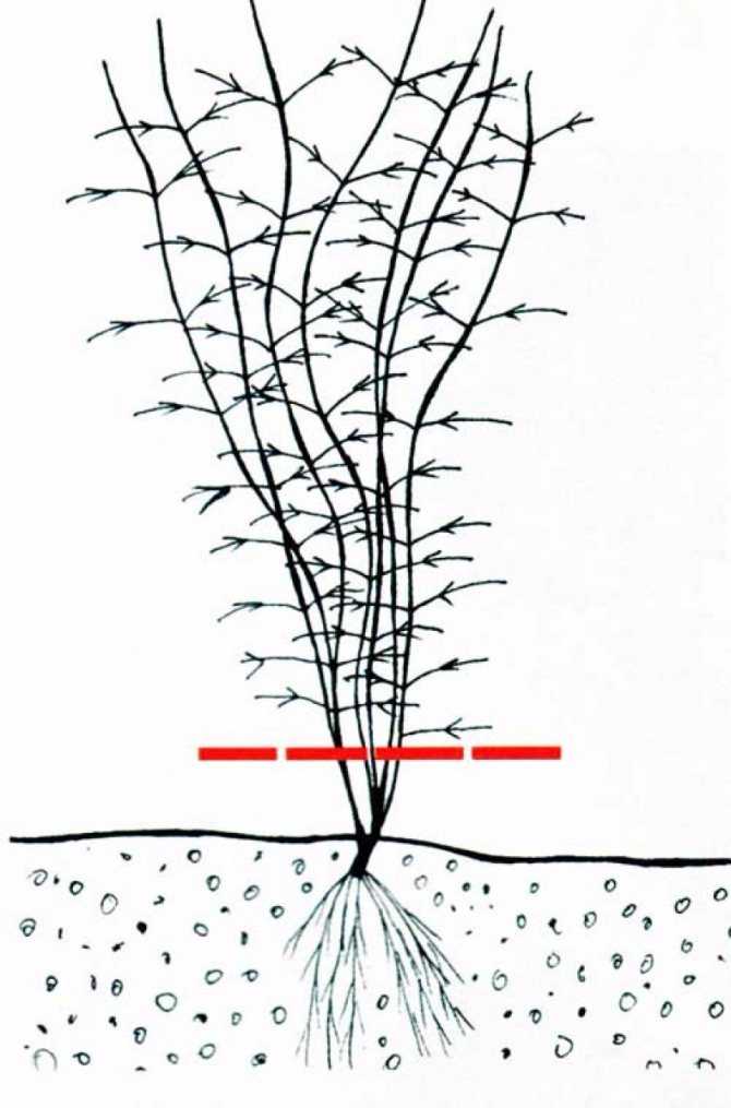 Клематисы - группы обрезки растений: пошаговая инструкция. почему правильная обрезка стимулирует пышное цветение