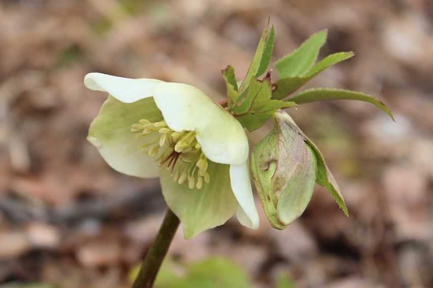 Цветок морозник: посадка и уход в открытом грунте, фото, выращивание и размножение