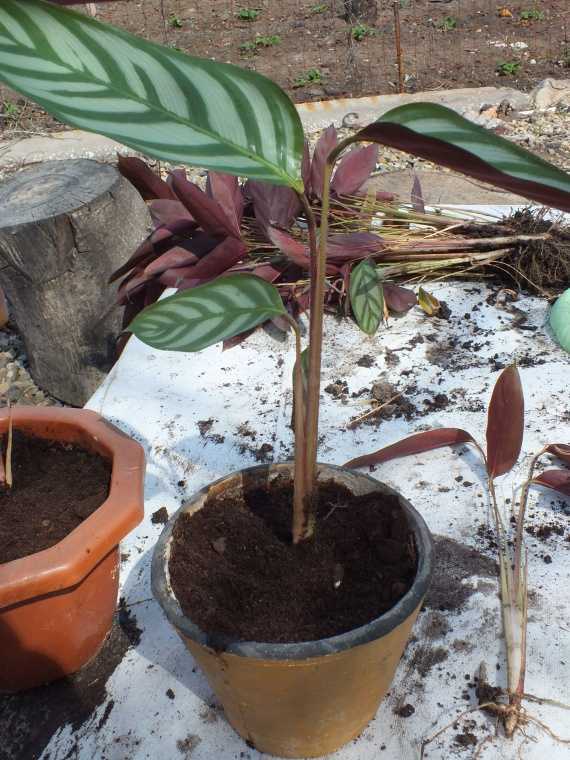 Маранта (48 фото): правила выращивания и ухода за «молитвенным растением»