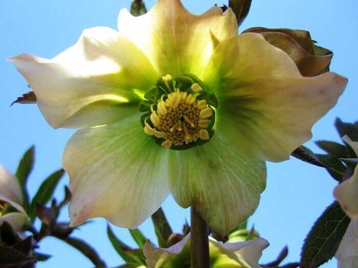 Цветок морозник кавказский — фото