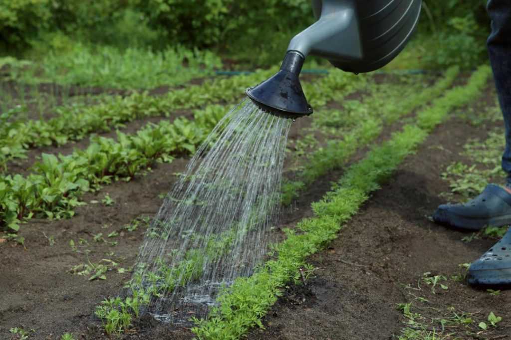 Как поливать огород в сильную жару и не сварить корни: следите за кабачками! — agroxxi