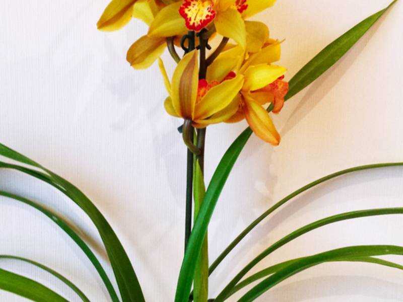 Цимбидиум является красивым декоративным комнатным растением. В чём заключается уход за цветком в домашних условиях? Каковы способы размножения и правила пересадки этой орхидеи?