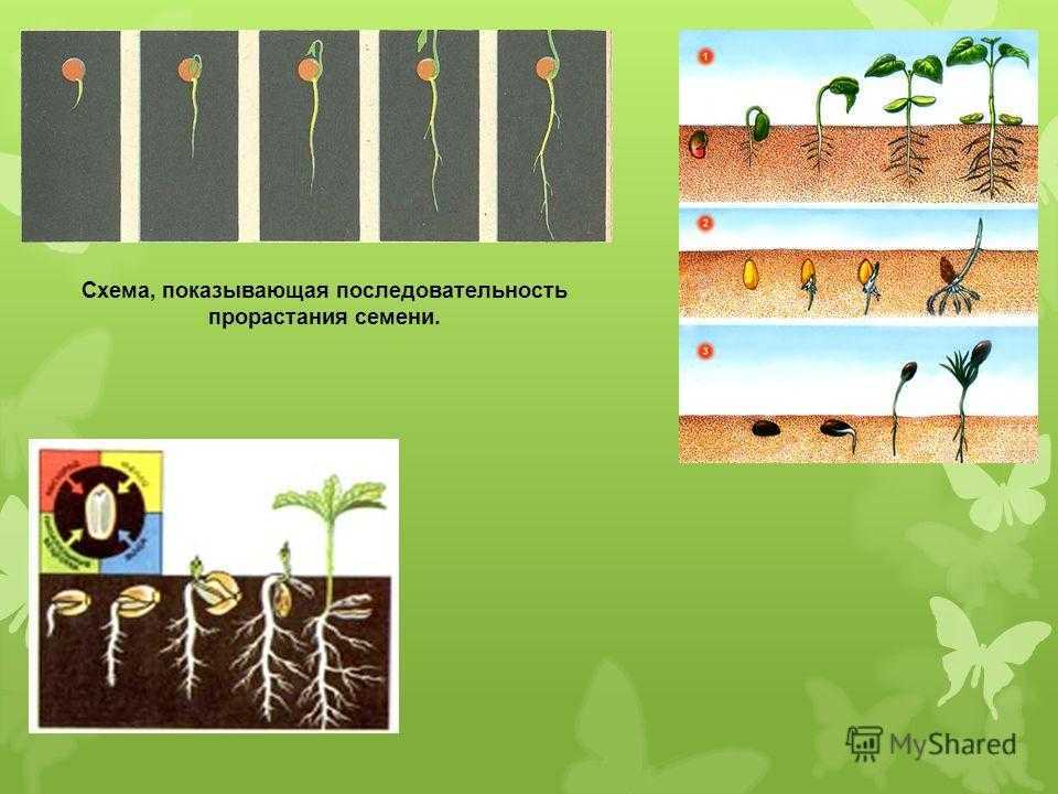 Определите на каком фото изображен подземный способ прорастания семян