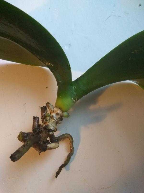 Опало листья орхидеи