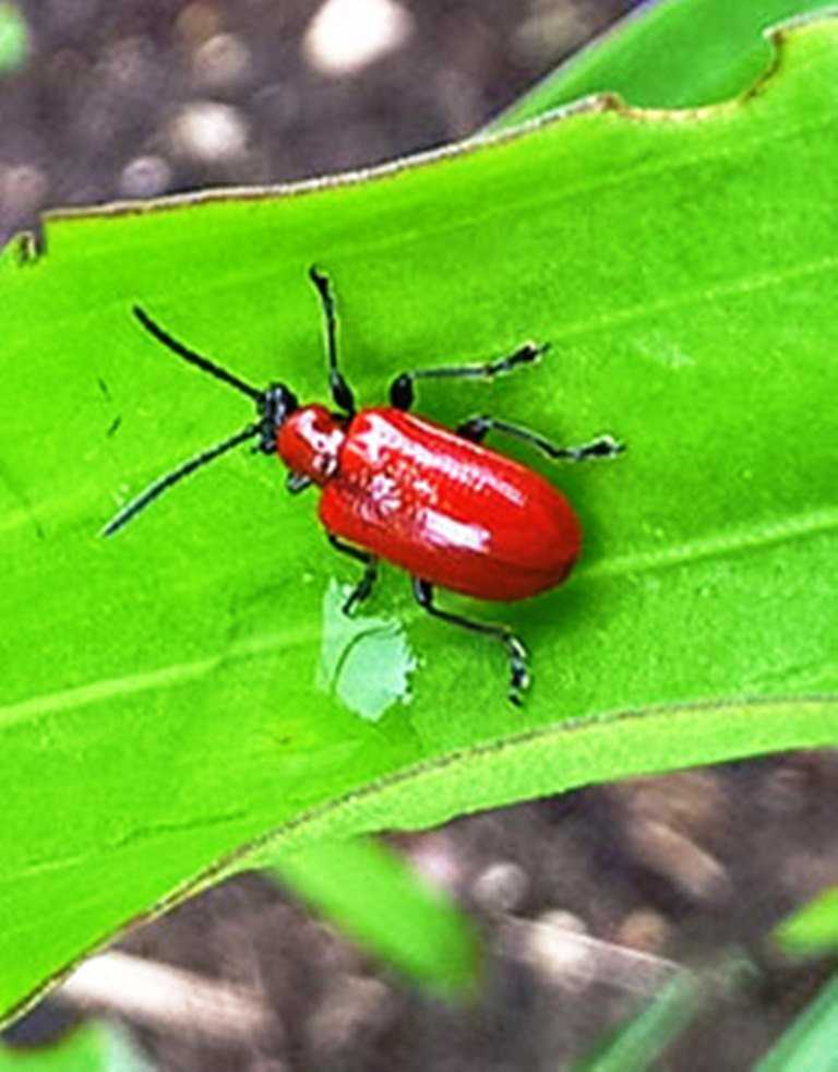 На лилии красные жуки: что делать в таком случае?
