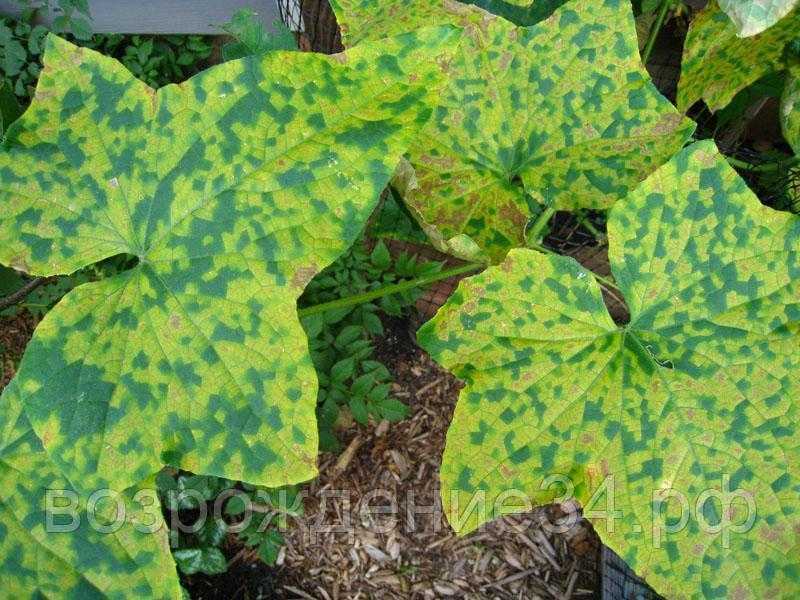 Табачная мозаика на растениях - средства борьбы, профилактика