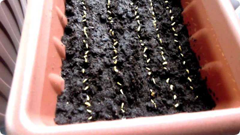 Гацания выращивание из семян в домашних условиях, когда, как сеять