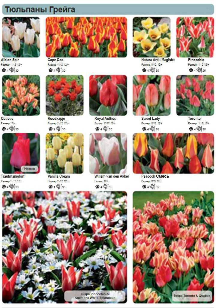 Август - самое время выбирать, какие сорта тюльпанов у вас будут цвести весной на supersadovnik.ru
