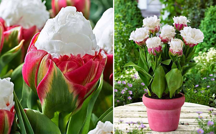 Тюльпаны триумф: разновидности класса и особенности их выращивания