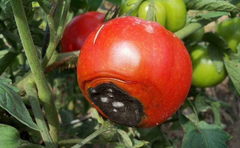 Вершинная гниль томатов в теплице: как бороться с заболеванием и спасти помидоры, причины возникновения, сорта помидоров устойчивые