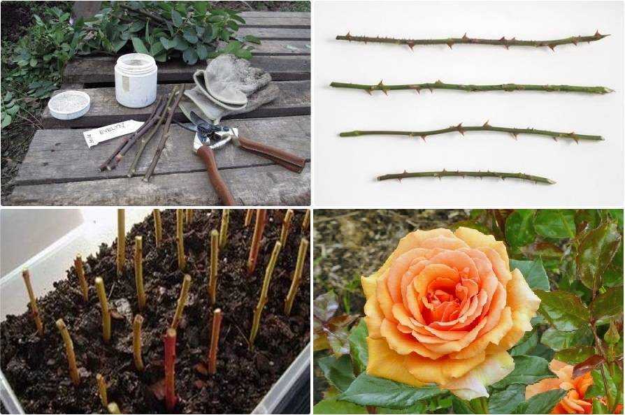 Мини эдем роза - характеристики, плюсы и минусы, как посадить и вырастить | розоцвет