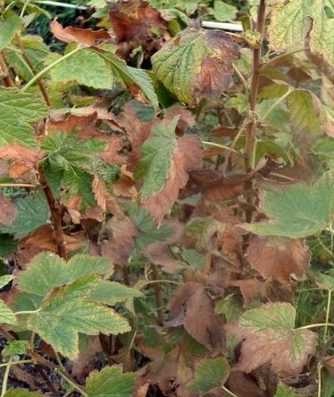 Красные пятна на листьях смородины: как бороться и чем лечить, обработать, какие болезни вызывают